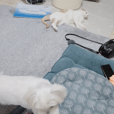  강아지 터그놀이. 강아지 장난감 추천. 강아지랑 놀기.