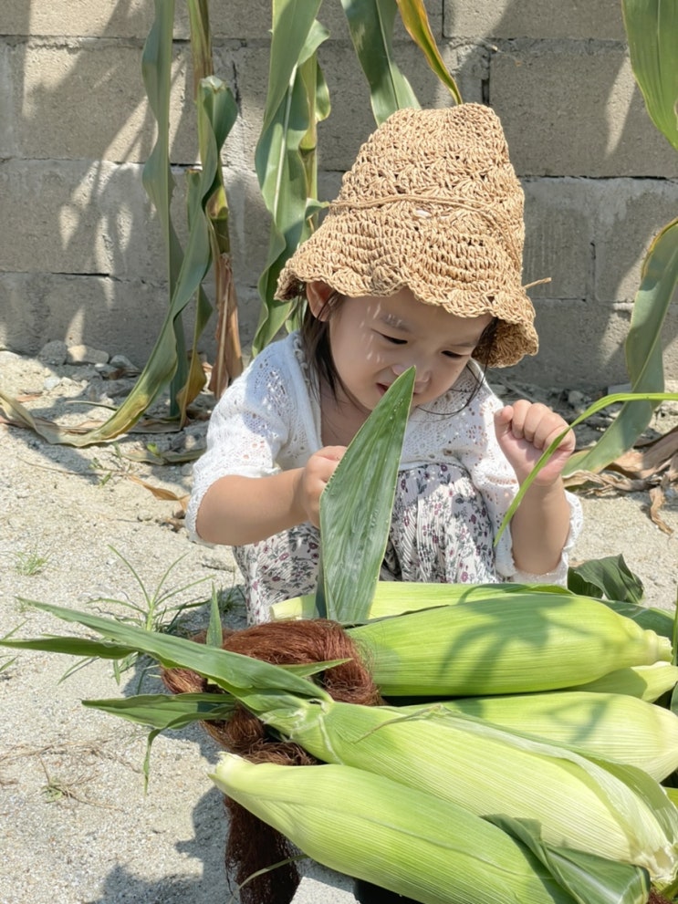  옥수수 따기 체험 :)