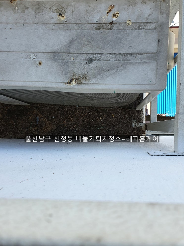  양산비둘기청소 울산남구 신정도 비둘기악취제거청소~해피홈케어
