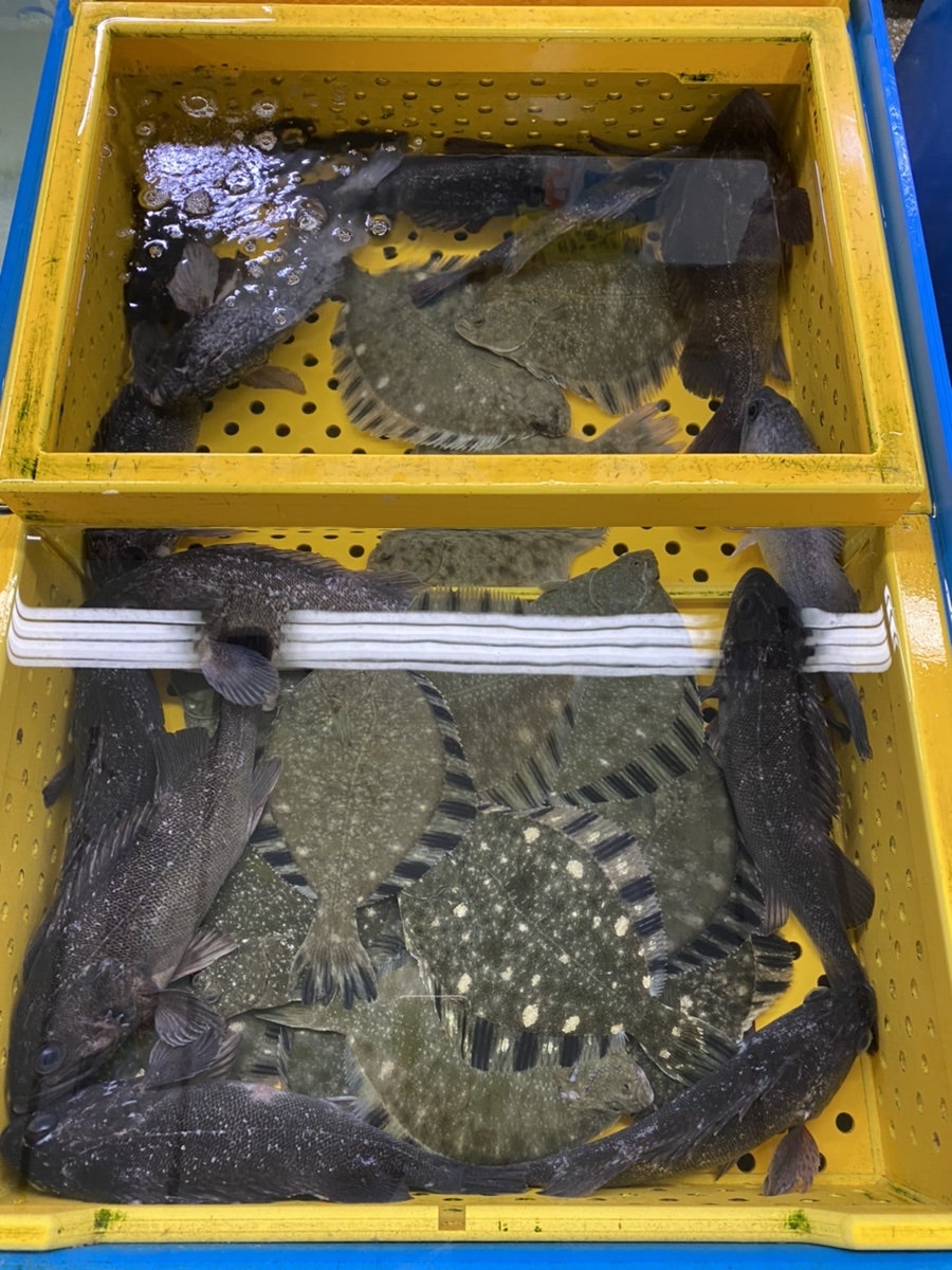 광어꾸메 사진 6