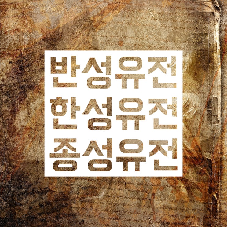 반성유전 한성유전 종성유전 정의와 차이 구분 방법 알아보자! 반성유전 한성유전 종성유전 정의와 차이 구분 방법 알아보자!