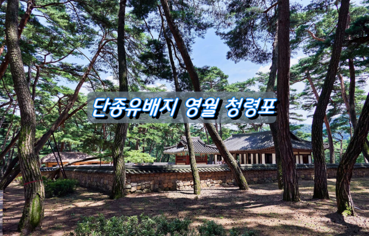 어린 단종이 머물렀던 유배지 영월 청령포 어린 단종이 머물렀던 유배지 영월 청령포