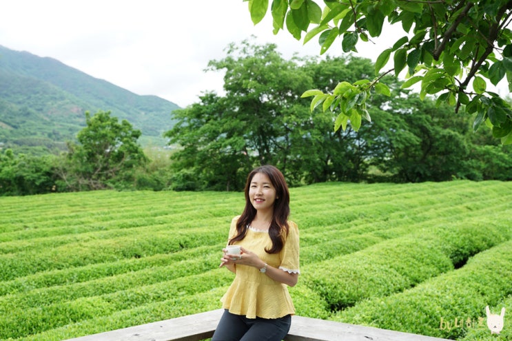 하동 여행코스 매암제다원 녹차밭 하동 여행코스 매암제다원 녹차밭