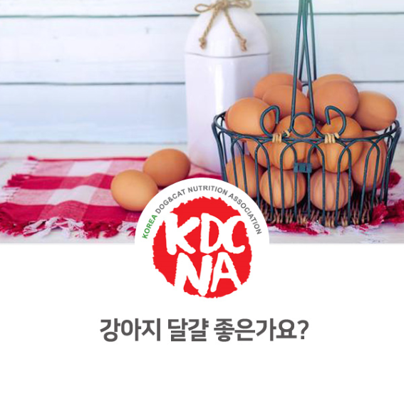  강아지 고양이 달걀 장단점[펫푸드자격증/익산수제간식/한국반려동물영양협회/펫영양사/펫푸드창업반/강아지간식/고양이간식_842]
