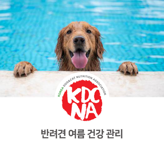  강아지 여름 건강 관리 [펫푸드자격증/반려밥상/이정숙펫영양사/강아지수분충/펫푸드식재료/전주/남해/진주/보령/군산_833]