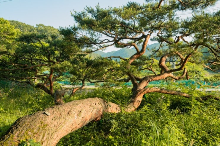  소나무 종류