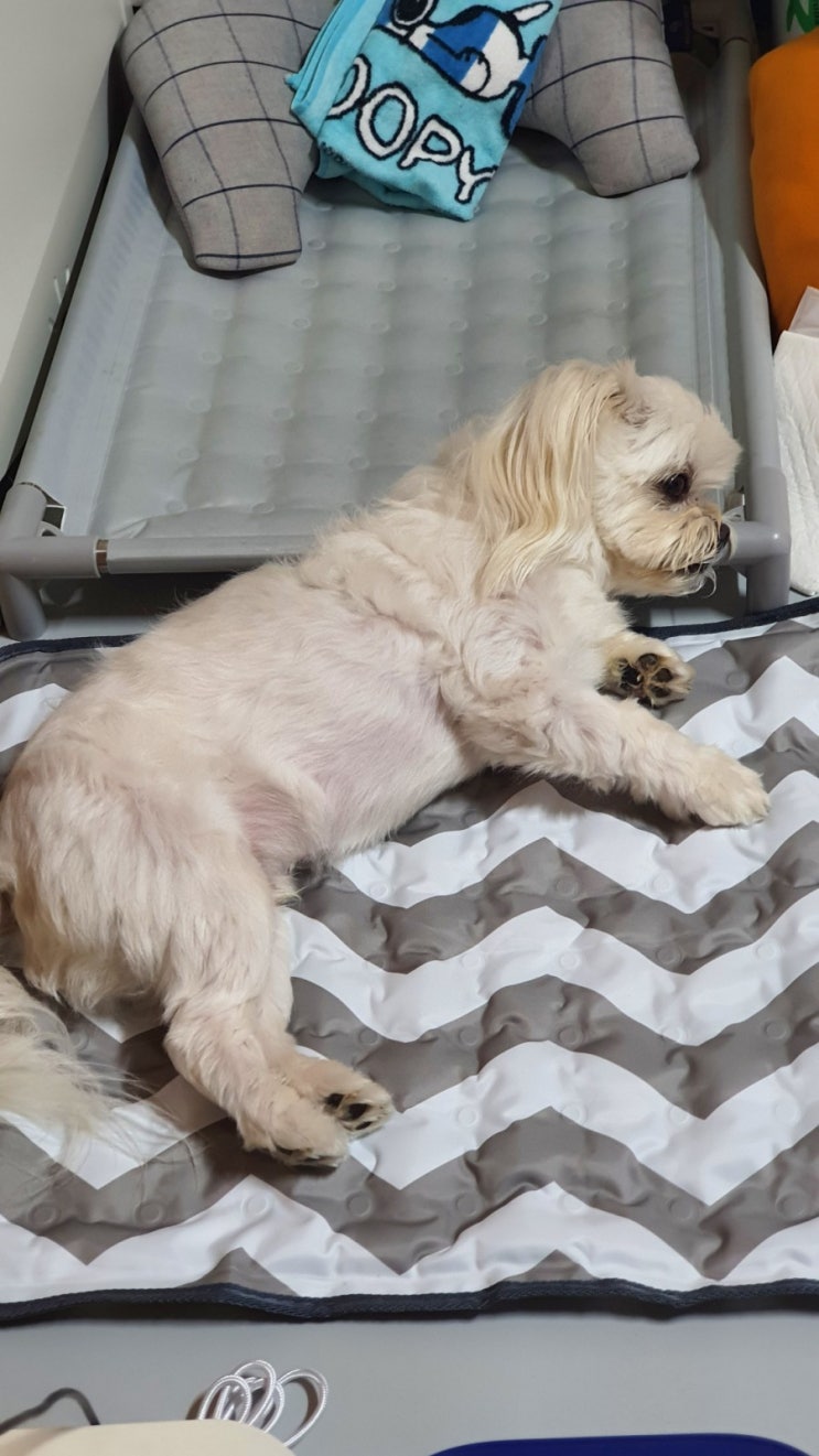  리브맘 쿨매트  강아지 쿨매트 사용 가능!