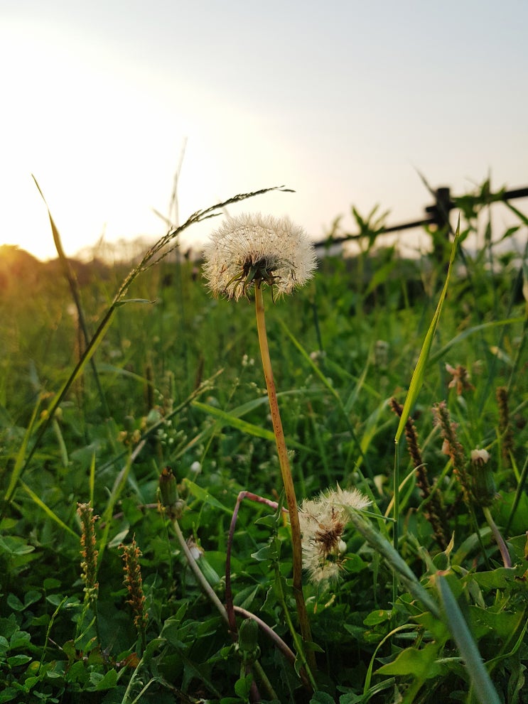 초록초록·일산호수공원·장미원 저녁 산책 고고 