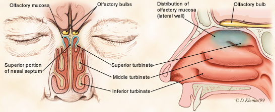 후각장애 Smell disorder