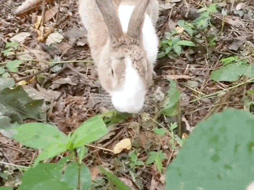 산토끼 발견