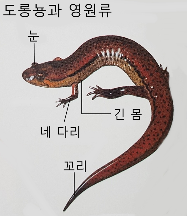  양서류 종류 특징