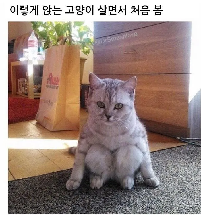  좀 특이하게 앉는 고양이
