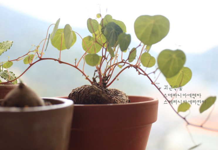  괴근식물 스테파니아 에렉타와 세파란타