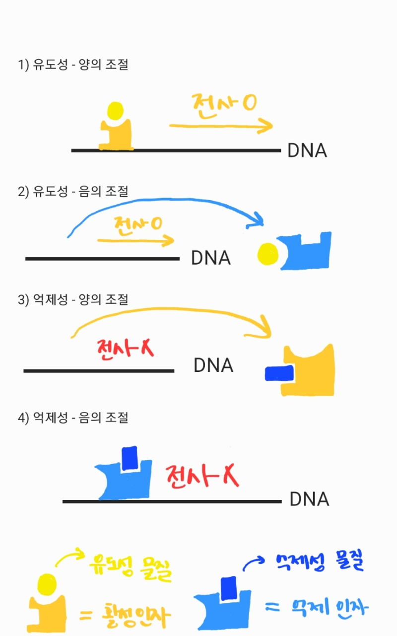 CP.3 _유전자 발현조절 : 네이버 블로그