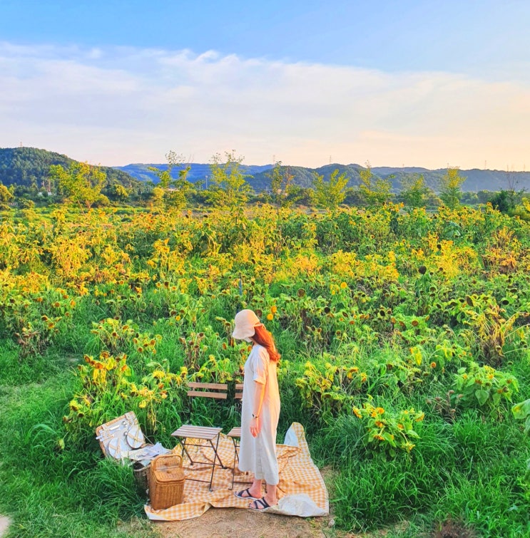  춘천 가볼 만한 곳, 감자빵 카페 | 감자밭(주차, 메뉴판, 포토존, 온라인 주문) 내돈내산 리뷰