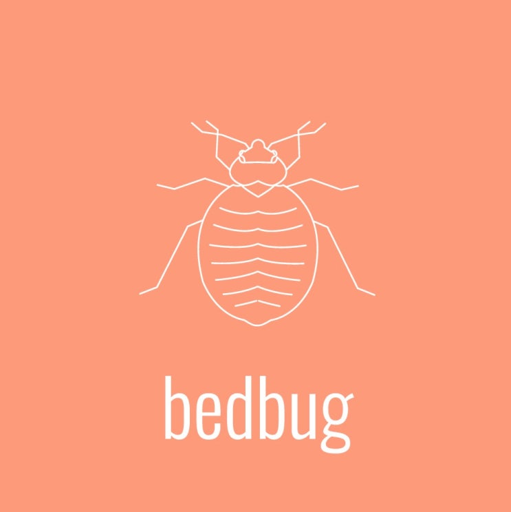 빈대(Bed bugs)(빈대 퇴치, 베드 버그, 베드 버그 퇴치)