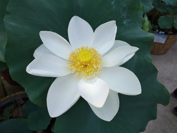  봉은사의 연꽃(백련과 홍련)과 무궁화
