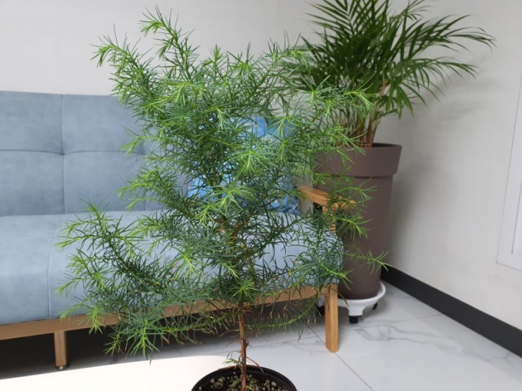 팔색조의 매력을 가진 엘레강스 삼나무 나무키우기 How to Grow Cryptomeria japonica 'Elegans' (feat 생명나무농장 카페)