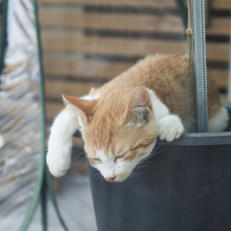  새끼고양이 독립 '너희를 응원할게!'