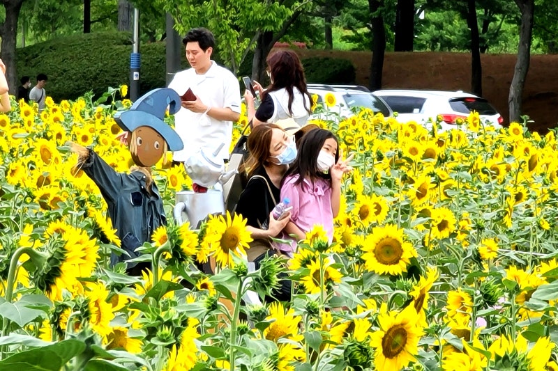 안산 갈만한곳 단원구청 해바라기 대중교통 이용 방법까지. : 네이버 블로그