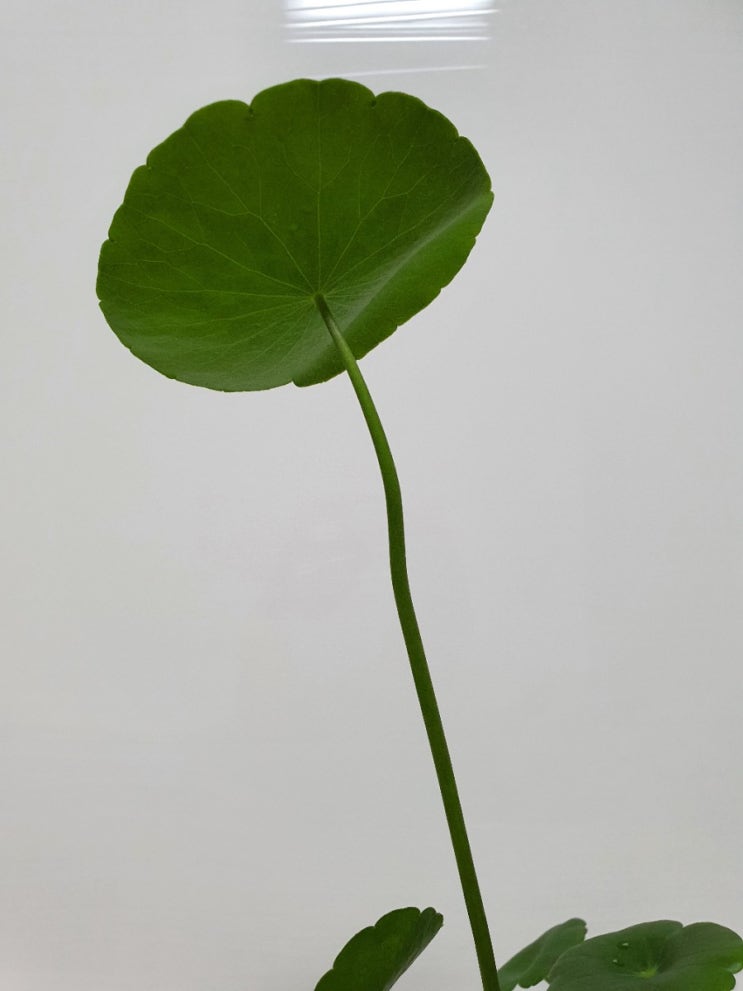  여름 향기 물씬 나는 공기정화식물 워터코인 키우기 How to Grow Hydrocotyle vulgaris