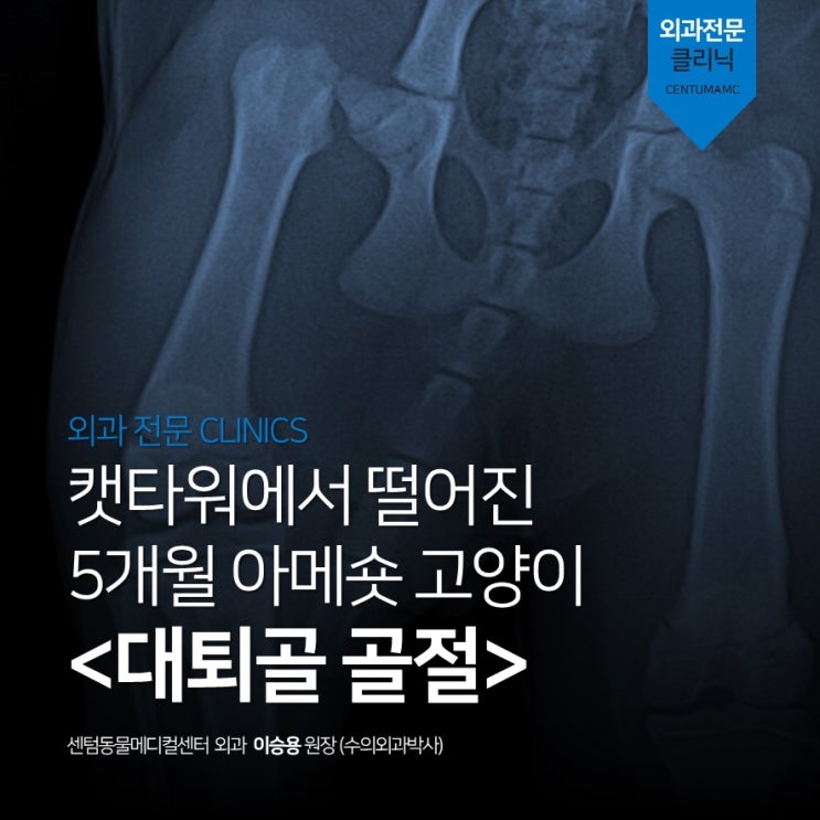  5개월령 고양이, 대퇴골 골절 (부산 대퇴골두 골절술 FHO 박사수술 동물병원)