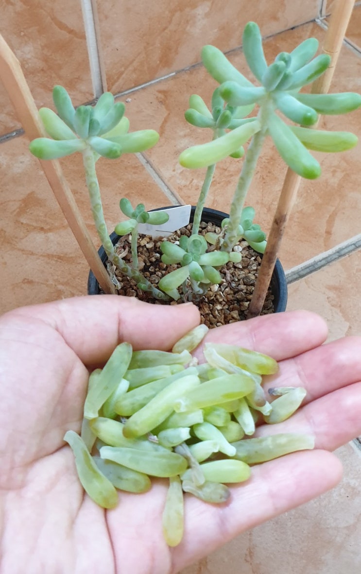  을려심 다육이 여름 물주기 잘못하면 벌어지는 일