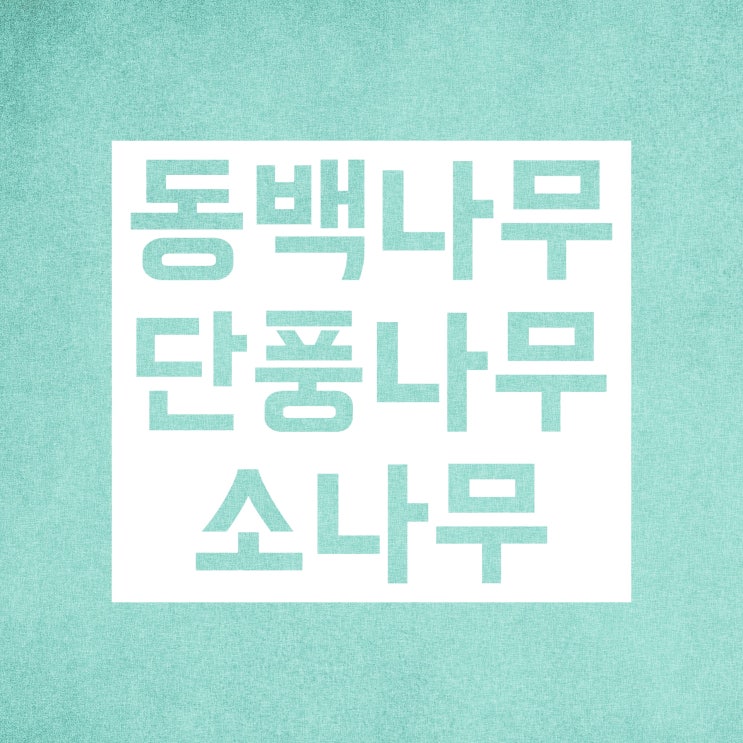 침엽수 활엽수 상록수 낙엽수 :: 나무 차이 구분 방법! 침엽수 활엽수 상록수 낙엽수 :: 나무 차이 구분 방법!