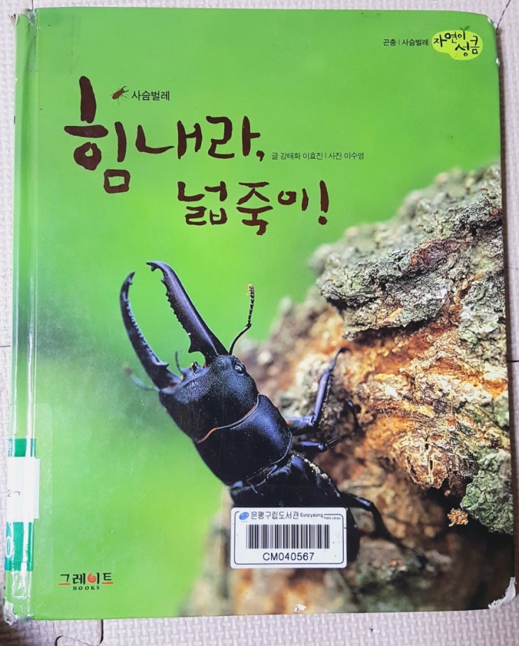  [4세+3세 연년생 가정보육 특별활동] 사슴벌레 키우기 8탄_ 사슴벌레의 일생과 우리집 사슴벌레 애벌레들 비교해보기 (넓적사슴벌레 책 추천)