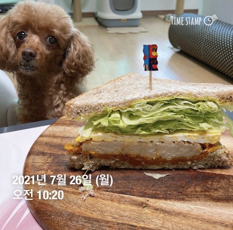  [재다:바플] 바디프로필 활동 기록 - 4~6주차 포토제닉