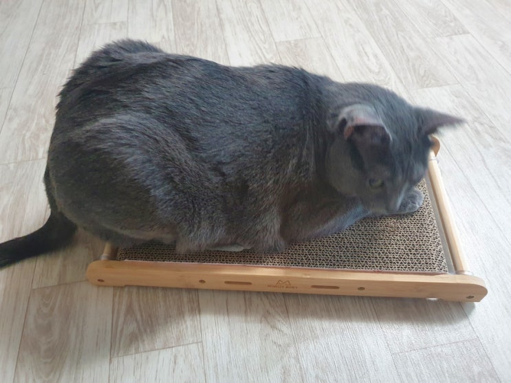  고양이 수직 스크래쳐 내돈내산 리뷰