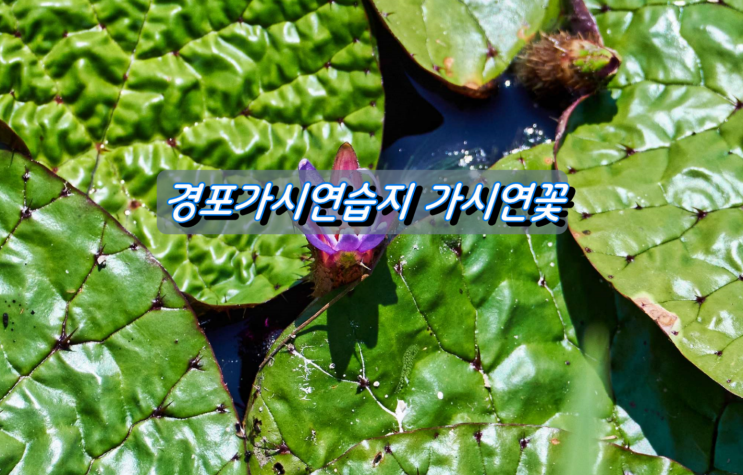 경포가시연습지 가시연꽃이 피었습니다 경포가시연습지 가시연꽃이 피었습니다