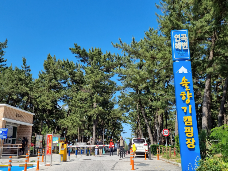 강릉 연곡 솔향기 오토캠핑장