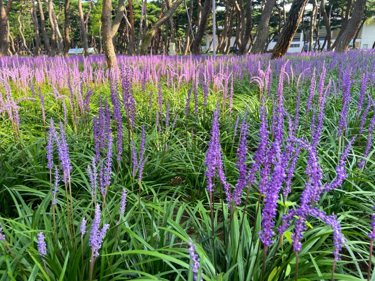  [경주 여행] 보랏빛 가득한 황성공원 맥문동 꽃 보며 숲속 산책! 경주 가볼만한곳!