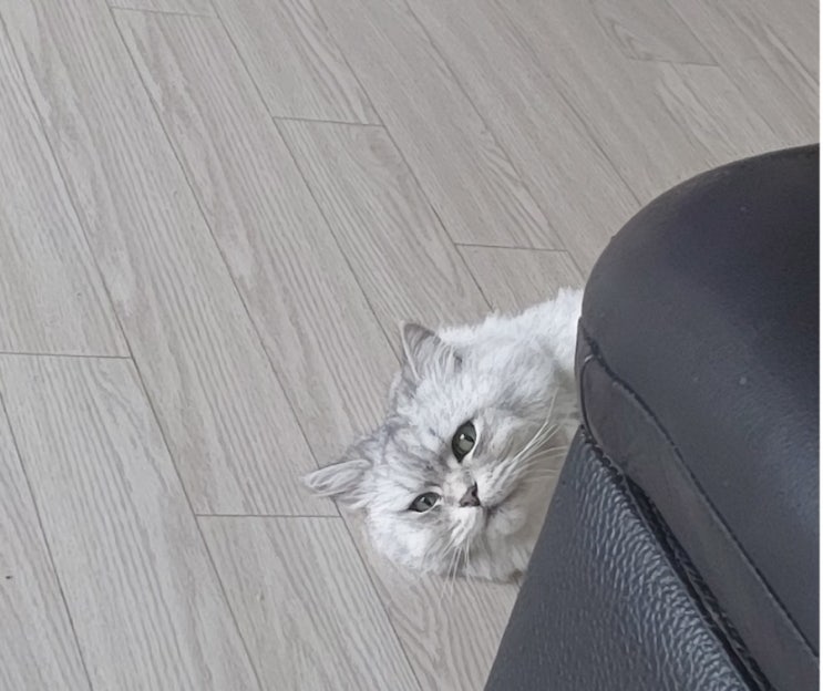 까칠한 주인님? 고양이 액체설? 고양이 TMI 대방출!