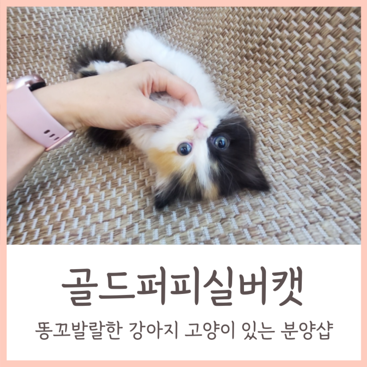  고양이분양 / 똥꼬발랄한 강아지 고양이 있는 골드퍼피실버캣 중랑점