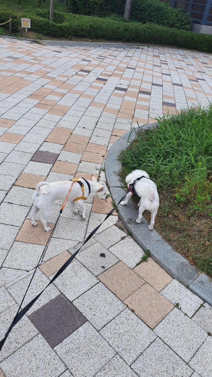  강아지 산책 올바르게 이해하기(1)!