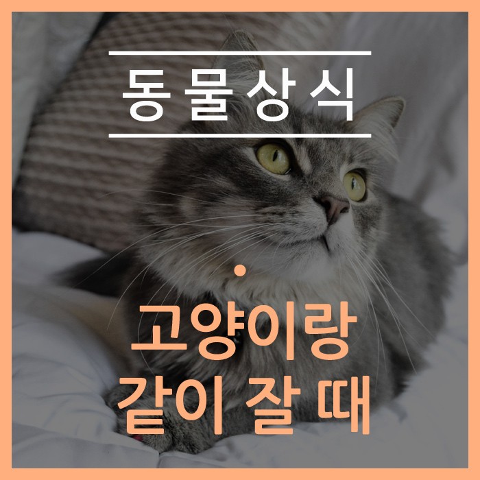 고양이 수면 고양이랑 같이 잘 때 신경 써야 할 부분들 : 네이버 블로그