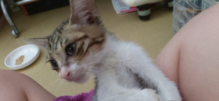  귀여운 길냥이 밥도 잘 먹고 병원도 다녀왔어요.