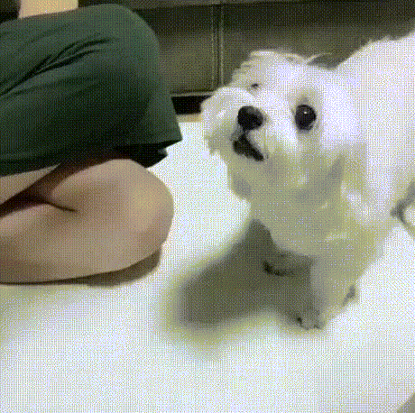  주인님 이렇게 하는 거에요?