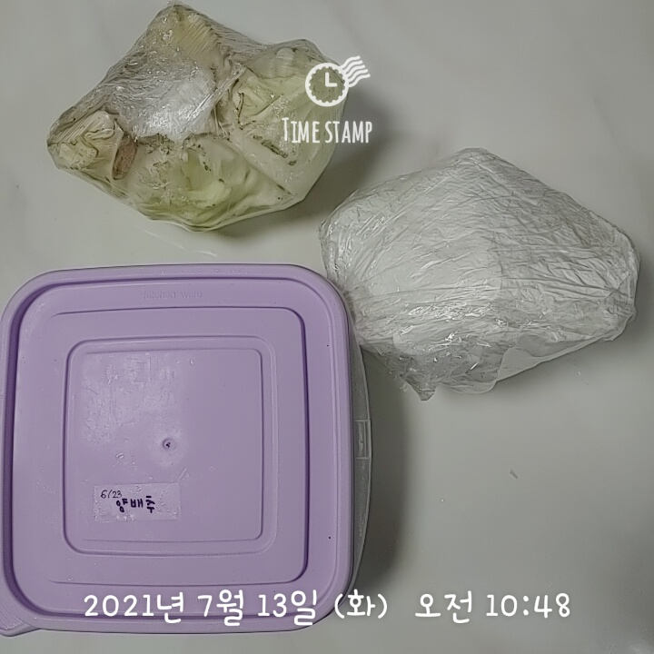  양배추 보관법 3가지 방법 20일 실험 결과
