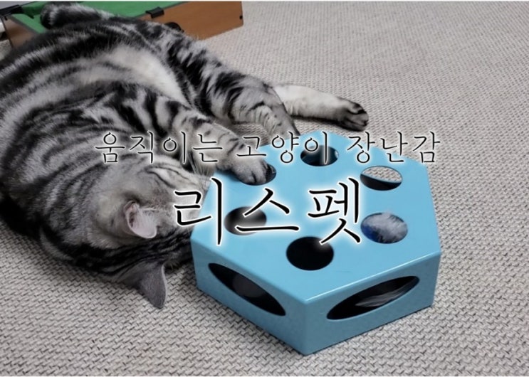 고양이 자동 장난감 리스펫 사냥본능 오랜만에 보는 활발함 고양이 자동 장난감 리스펫 사냥본능 오랜만에 보는 활발함