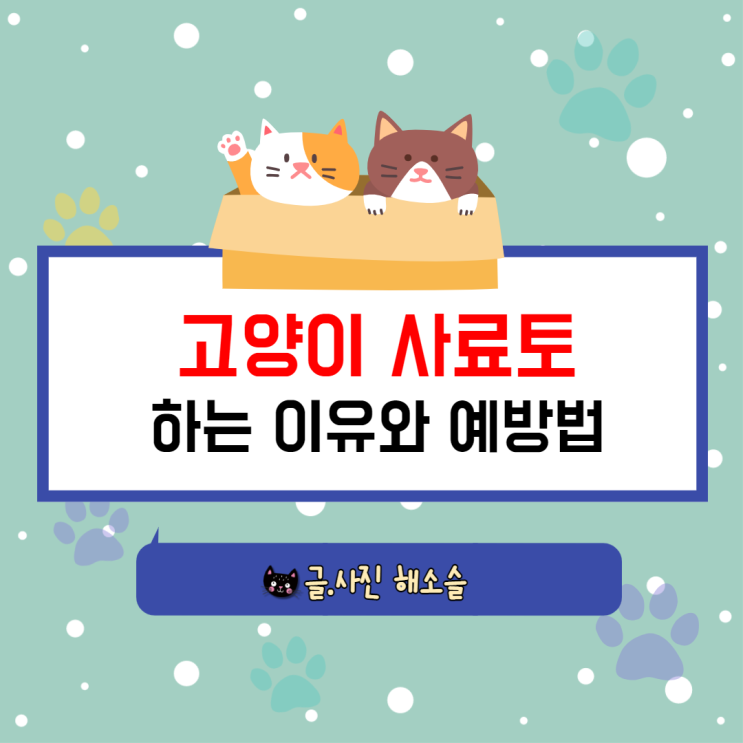  고양이가 사료를 토하는 이유와 예방법 *사료토 사진 주의