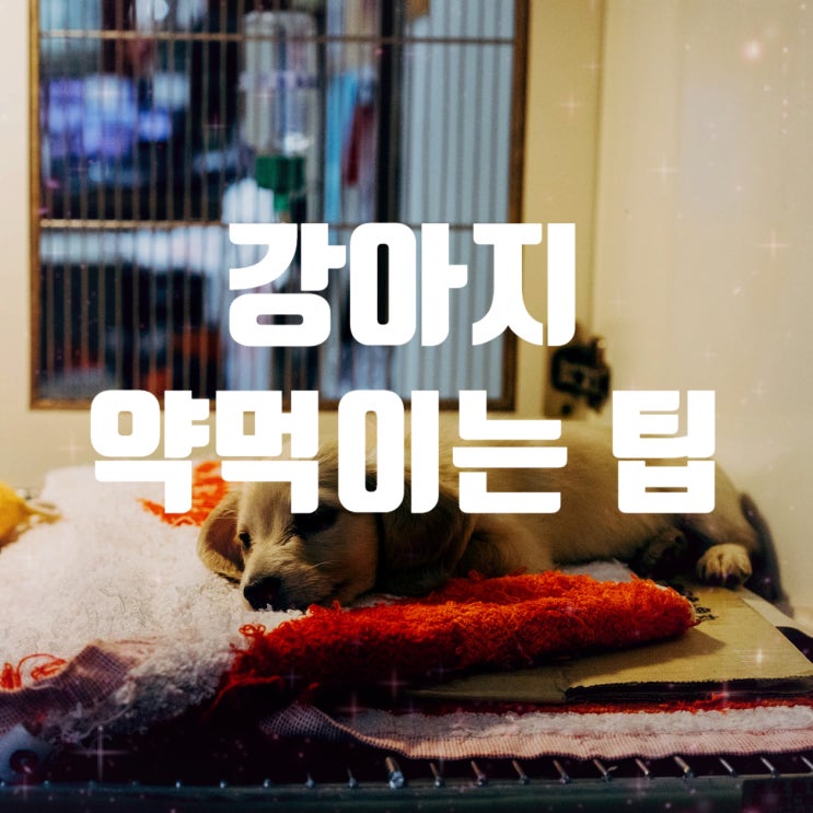  강아지 약먹이는 법 - 알약 쉽게 먹이기