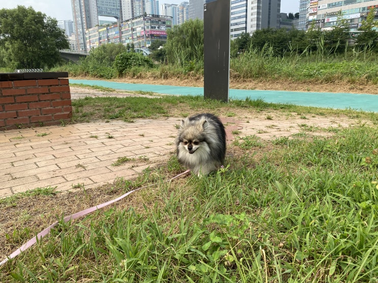  한여름 아침에 꾸꾸는 산책한다 / 그래도 집이 좋은 꾸꾸