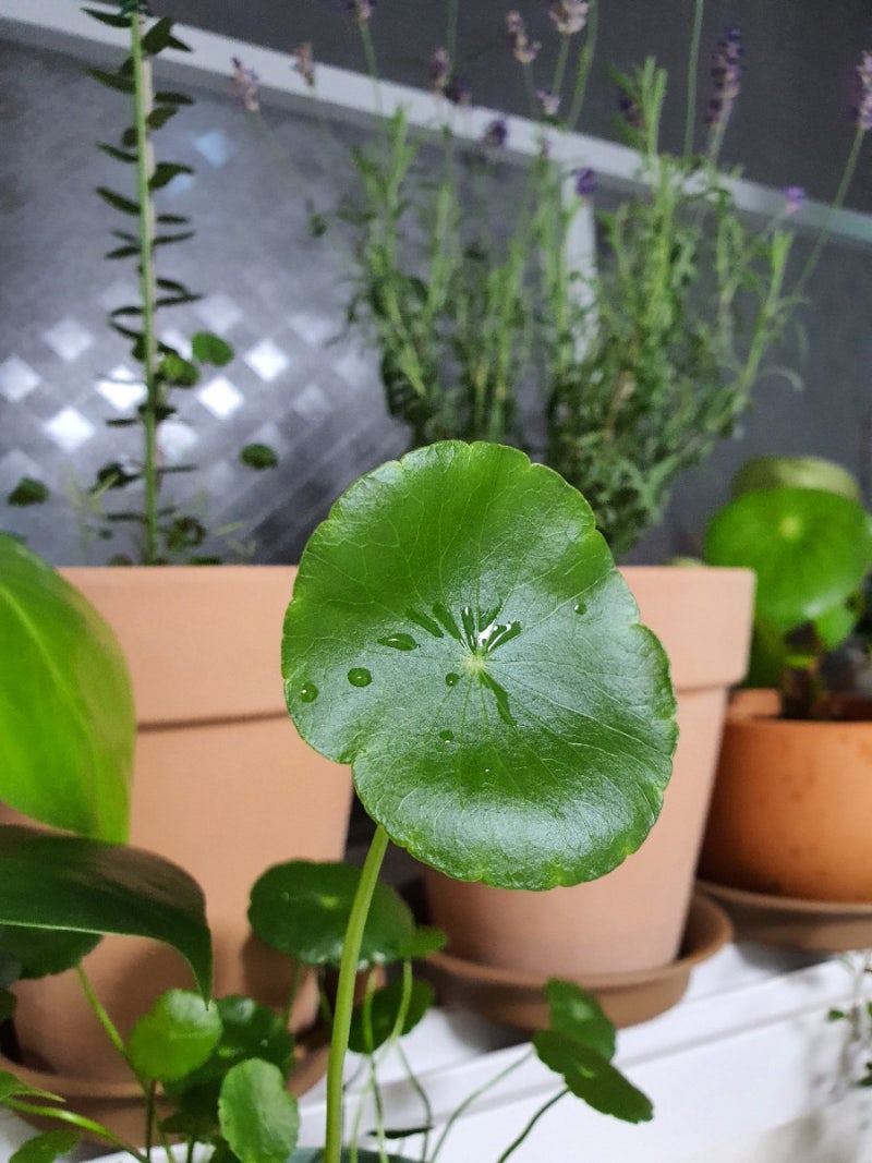 여름 향기 물씬 나는 공기정화식물 워터코인 키우기 How to Grow Hydrocotyle vulgaris : 네이버 블로그