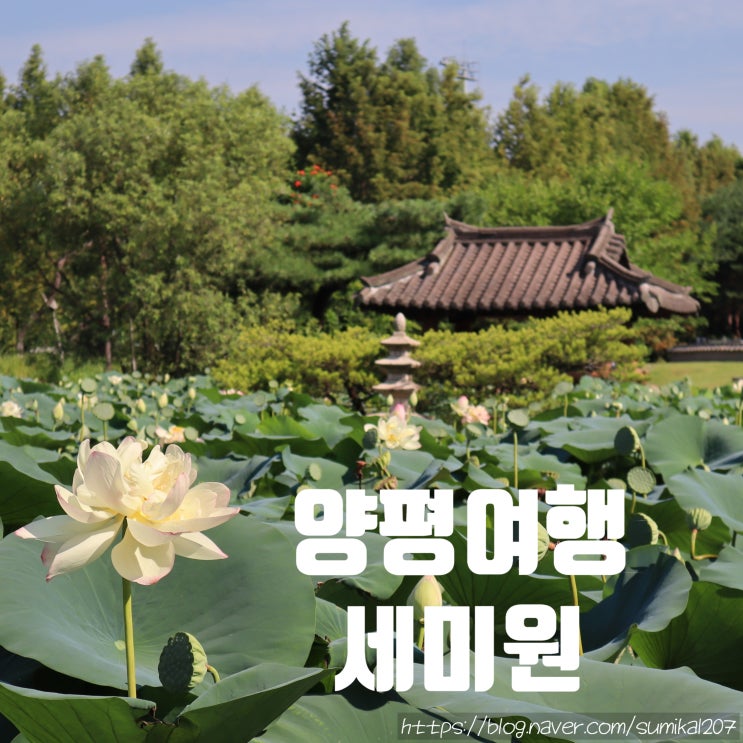 양평 세미원 연꽃 축제, 서울 근교 드라이브 장소