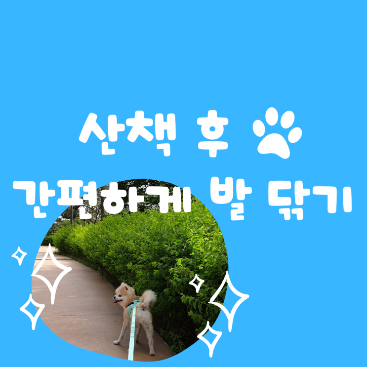  강아지용품 추천 | 닥터딥클렌징폼으로 산책 후 간편하게 강아지 발닦기