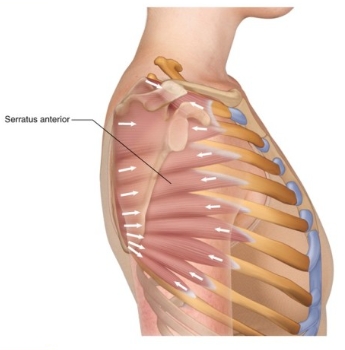  뇌성마비/정상발달 설명해주는 남자 - 앞톱니근(전거근, serratus anterior muscle)과 호흡에 관계