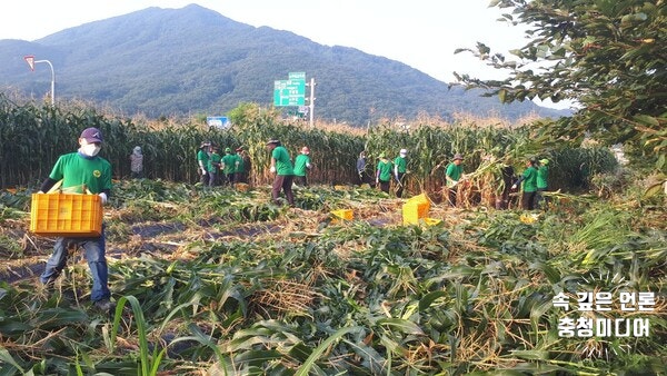 [충청미디어] 영동군 추풍령면 새마을협의회 ‘옥수수 수확’ 판매대금 이웃돕기에